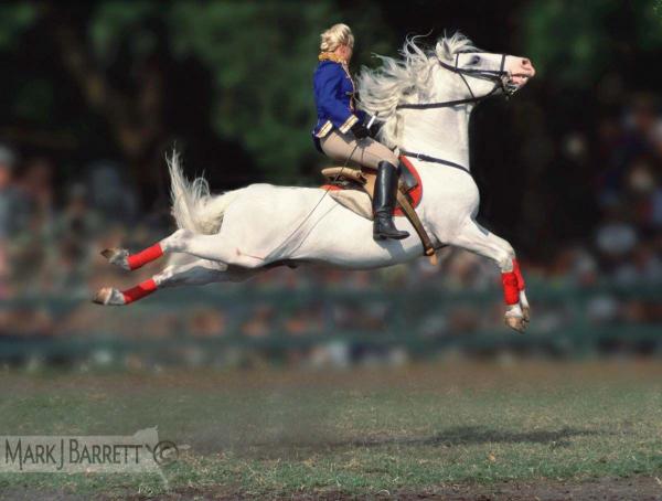 Woman performing Capriole on Lipizzaner horse. Woman performing Capriole on Lipizzaner horse.